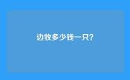 边牧多少钱一只？