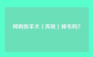 柯利牧羊犬（苏牧）掉毛吗？