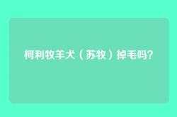 柯利牧羊犬（苏牧）掉毛吗？