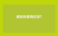 德牧和狼狗区别？