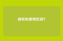 德牧和狼狗区别？