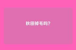 秋田掉毛吗？