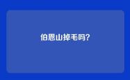 伯恩山掉毛吗？