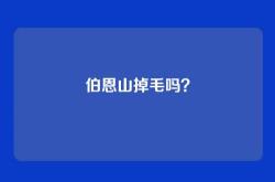 伯恩山掉毛吗？