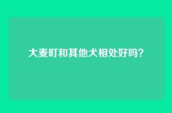 大麦町和其他犬相处好吗？