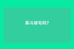 英斗掉毛吗？
