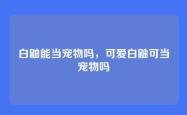 白鼬能当宠物吗，可爱白鼬可当宠物吗