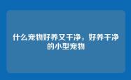什么宠物好养又干净，好养干净的小型宠物