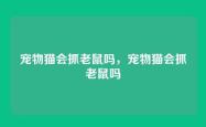 宠物猫会抓老鼠吗，宠物猫会抓老鼠吗
