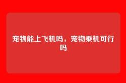 宠物能上飞机吗，宠物乘机可行吗
