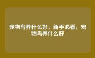 宠物鸟养什么好，新手必看，宠物鸟养什么好