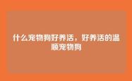 什么宠物狗好养活，好养活的温顺宠物狗