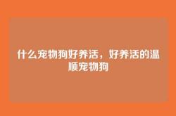 什么宠物狗好养活，好养活的温顺宠物狗