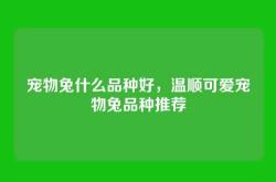 宠物兔什么品种好，温顺可爱宠物兔品种推荐