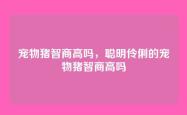 宠物猪智商高吗，聪明伶俐的宠物猪智商高吗