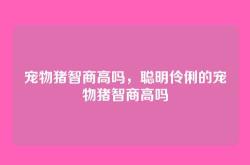 宠物猪智商高吗，聪明伶俐的宠物猪智商高吗