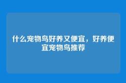 什么宠物鸟好养又便宜，好养便宜宠物鸟推荐
