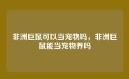 非洲巨鼠可以当宠物吗，非洲巨鼠能当宠物养吗