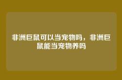 非洲巨鼠可以当宠物吗，非洲巨鼠能当宠物养吗