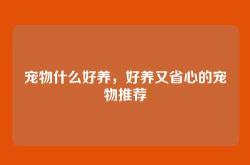 宠物什么好养，好养又省心的宠物推荐