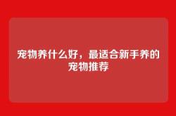 宠物养什么好，最适合新手养的宠物推荐