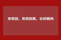 宠物别，宠物别离，心碎瞬间