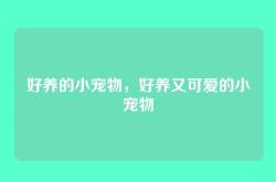 好养的小宠物，好养又可爱的小宠物