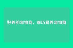 好养的宠物狗，乖巧易养宠物狗