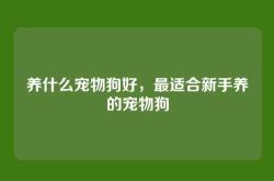 养什么宠物狗好，最适合新手养的宠物狗