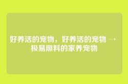 好养活的宠物，好养活的宠物 → 极易照料的家养宠物