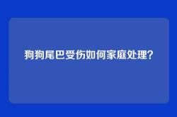 狗狗尾巴受伤如何家庭处理？