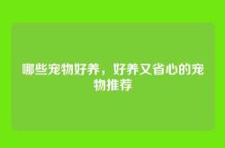哪些宠物好养，好养又省心的宠物推荐