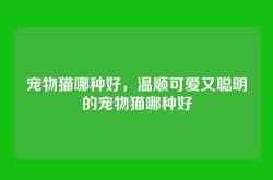 宠物猫哪种好，温顺可爱又聪明的宠物猫哪种好