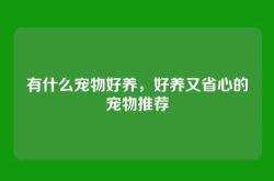 有什么宠物好养，好养又省心的宠物推荐