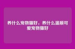 养什么宠物猫好，养什么温顺可爱宠物猫好