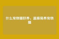 什么宠物猫好养，温顺易养宠物猫