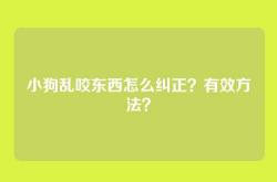 小狗乱咬东西怎么纠正？有效方法？