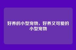 好养的小型宠物，好养又可爱的小型宠物