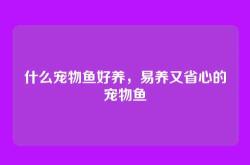 什么宠物鱼好养，易养又省心的宠物鱼