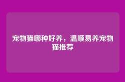 宠物猫哪种好养，温顺易养宠物猫推荐