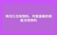 鸡可以当宠物吗，可爱温顺的鸡能当宠物吗