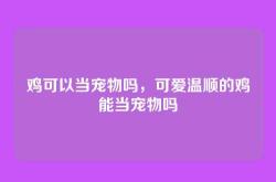 鸡可以当宠物吗，可爱温顺的鸡能当宠物吗