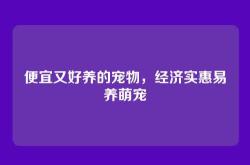 便宜又好养的宠物，经济实惠易养萌宠