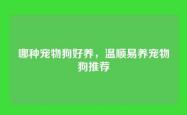 哪种宠物狗好养，温顺易养宠物狗推荐