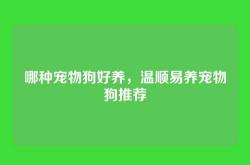 哪种宠物狗好养，温顺易养宠物狗推荐