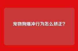 宠物狗爆冲行为怎么矫正？