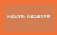 问道么宠物，问道么萌宠奇缘