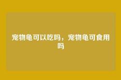 宠物龟可以吃吗，宠物龟可食用吗