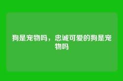 狗是宠物吗，忠诚可爱的狗是宠物吗