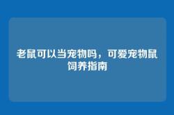 老鼠可以当宠物吗，可爱宠物鼠饲养指南